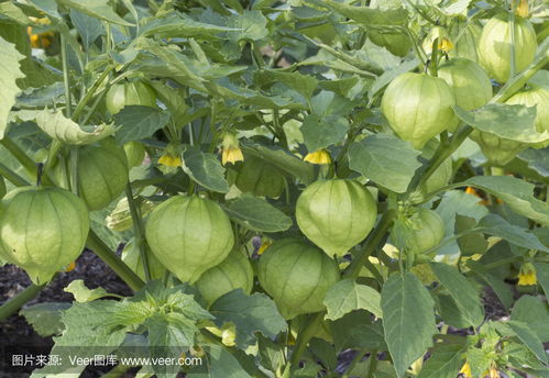 中國(guó)燈籠廠chinese lantern plant photo
